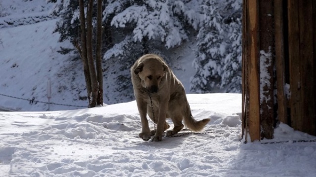 Zigana beyaza büründü, seyirlik manzaralar oluştu. 15 Ocak 2021 13