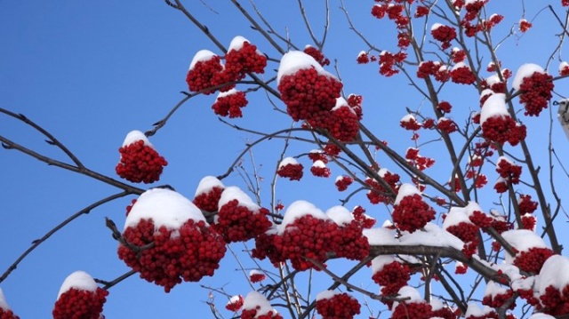 Zigana beyaza büründü, seyirlik manzaralar oluştu. 15 Ocak 2021 11