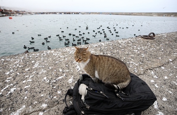 Trabzon'da balıkçılara rüzgar engeli 7