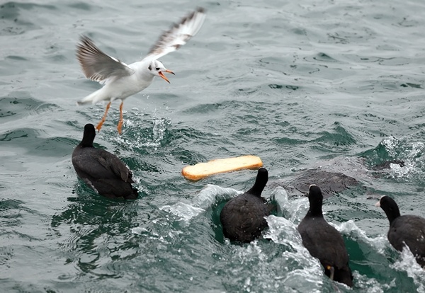 Trabzon'da balıkçılara rüzgar engeli 6