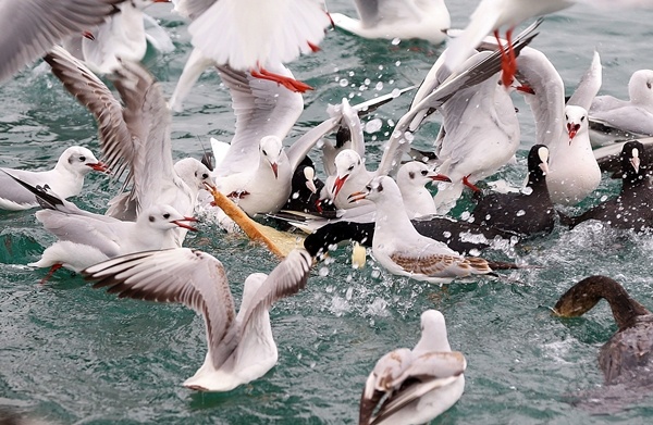 Trabzon'da balıkçılara rüzgar engeli 11