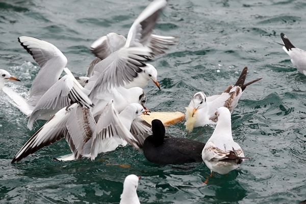 Trabzon'da balıkçılara rüzgar engeli 10