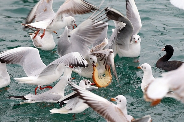Trabzon'da balıkçılara rüzgar engeli 12