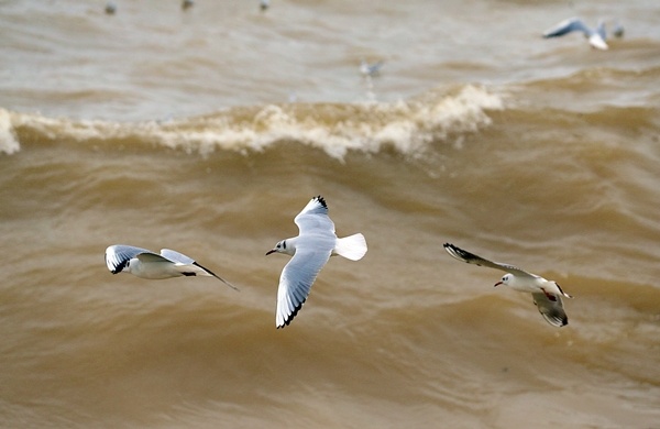 Trabzon'da balıkçılara rüzgar engeli 13