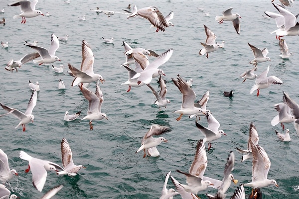 Trabzon'da balıkçılara rüzgar engeli 16