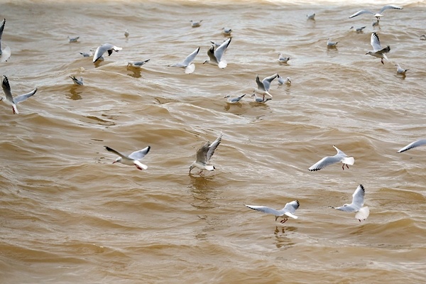 Trabzon'da balıkçılara rüzgar engeli 20