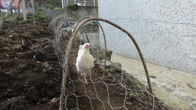Komşular arası tavuk kavgasına tünelli çözüm 4