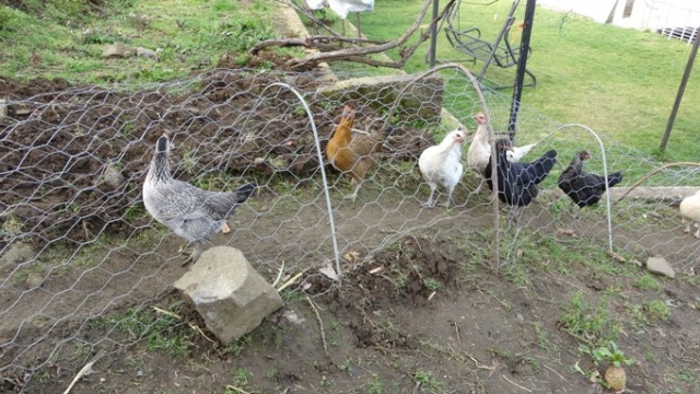 Komşular arası tavuk kavgasına tünelli çözüm 13