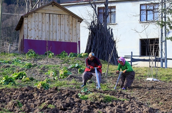 Trabzon'da sıcak havayı gören tarlaya indi 4