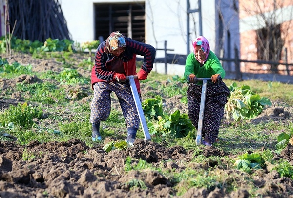Trabzon'da sıcak havayı gören tarlaya indi 5