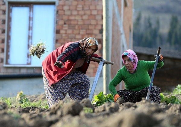 Trabzon'da sıcak havayı gören tarlaya indi 2