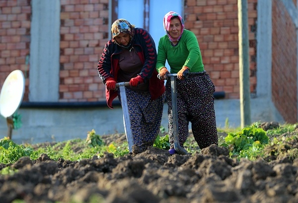 Trabzon'da sıcak havayı gören tarlaya indi 3