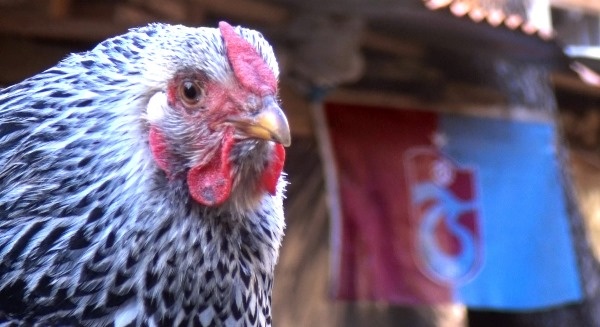 Trabzon'da süs tavuğu hobisi kazanca dönüştü 2