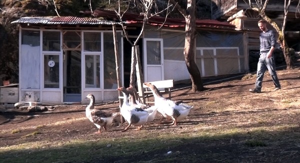 Trabzon'da süs tavuğu hobisi kazanca dönüştü 11