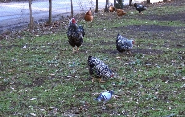 Trabzon'da süs tavuğu hobisi kazanca dönüştü 8