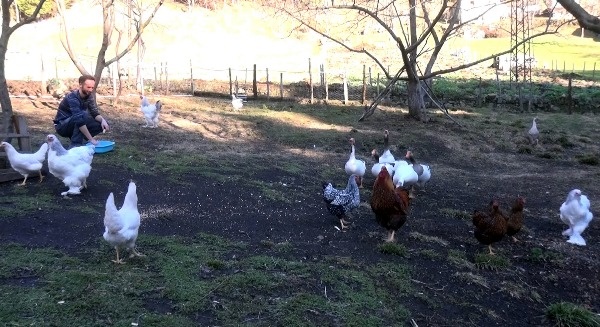 Trabzon'da süs tavuğu hobisi kazanca dönüştü 10