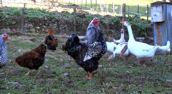 Trabzon'da süs tavuğu hobisi kazanca dönüştü 7