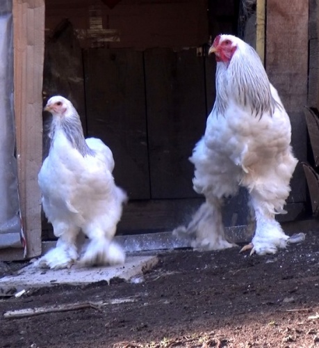 Trabzon'da süs tavuğu hobisi kazanca dönüştü 9