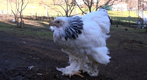 Trabzon'da süs tavuğu hobisi kazanca dönüştü 6