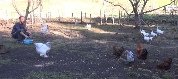 Trabzon'da süs tavuğu hobisi kazanca dönüştü 3