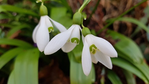 Karadeniz’de yetişen kardelen çiçeğinin nesli tükenme tehlikesiyle karşı karşıya 2