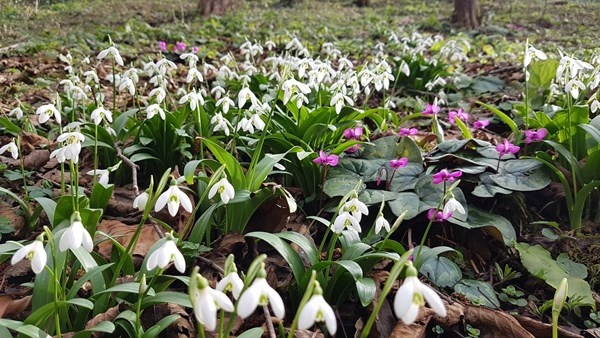 Karadeniz’de yetişen kardelen çiçeğinin nesli tükenme tehlikesiyle karşı karşıya 6