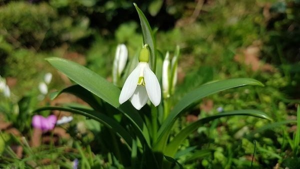 Karadeniz’de yetişen kardelen çiçeğinin nesli tükenme tehlikesiyle karşı karşıya 4
