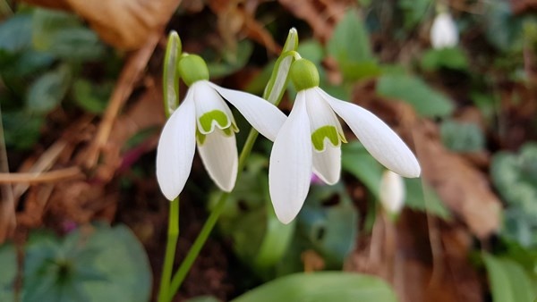 Karadeniz’de yetişen kardelen çiçeğinin nesli tükenme tehlikesiyle karşı karşıya 3