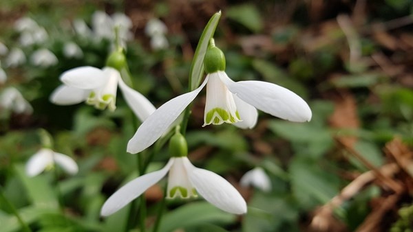Karadeniz’de yetişen kardelen çiçeğinin nesli tükenme tehlikesiyle karşı karşıya 5
