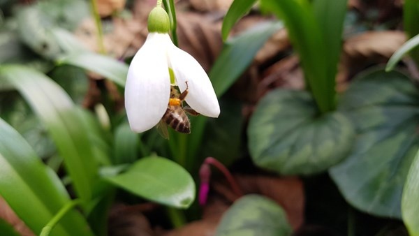 Karadeniz’de yetişen kardelen çiçeğinin nesli tükenme tehlikesiyle karşı karşıya 7