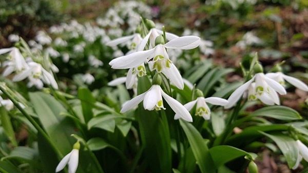 Karadeniz’de yetişen kardelen çiçeğinin nesli tükenme tehlikesiyle karşı karşıya 10