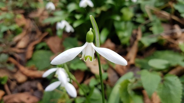 Karadeniz’de yetişen kardelen çiçeğinin nesli tükenme tehlikesiyle karşı karşıya 8