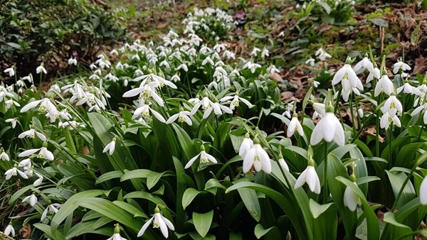 Karadeniz’de yetişen kardelen çiçeğinin nesli tükenme tehlikesiyle karşı karşıya 9