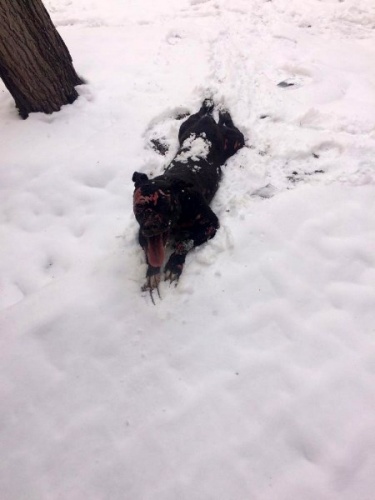 Gümüşhane’de yanan barakada alevlerin arasına girip köpeği kurtardı 3