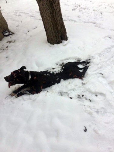 Gümüşhane’de yanan barakada alevlerin arasına girip köpeği kurtardı 4