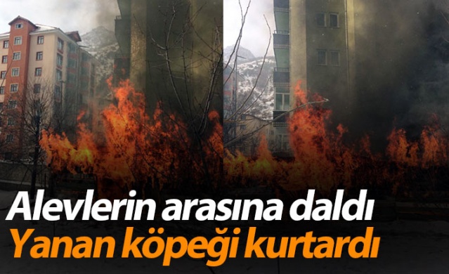 Gümüşhane’de yanan barakada alevlerin arasına girip köpeği kurtardı 1