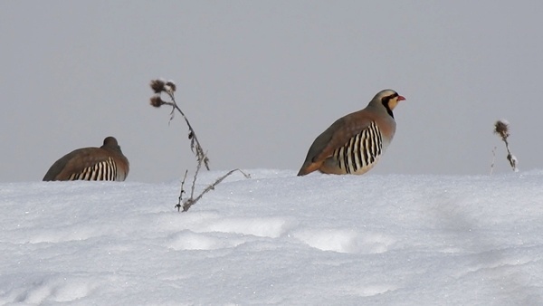 Giresun'da yiyecek bulamayan keklikler için seferberlik 2