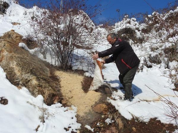 Giresun'da yiyecek bulamayan keklikler için seferberlik 3