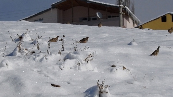 Giresun'da yiyecek bulamayan keklikler için seferberlik 4