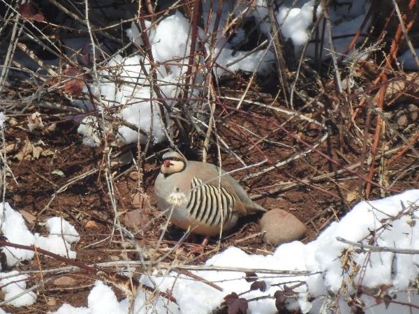 Giresun'da yiyecek bulamayan keklikler için seferberlik 6
