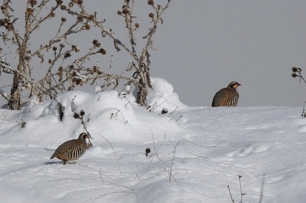 Giresun'da yiyecek bulamayan keklikler için seferberlik 8