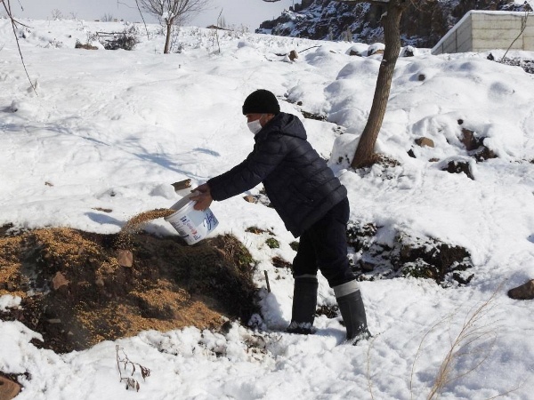 Giresun'da yiyecek bulamayan keklikler için seferberlik 5