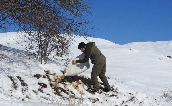 Giresun'da yiyecek bulamayan keklikler için seferberlik 7