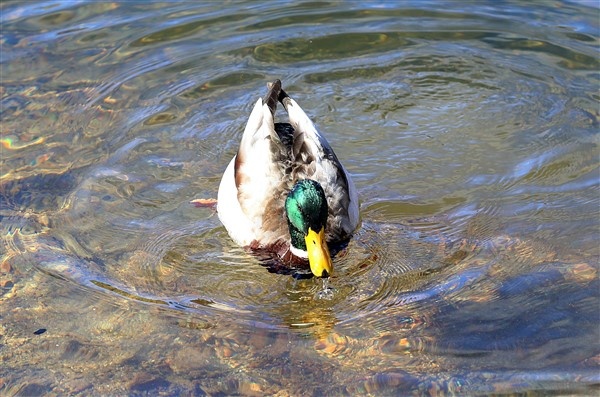 Trabzon'da buz tutan Uzungöl'e ziyaretçi akını 16