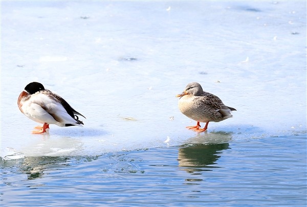 Trabzon'da buz tutan Uzungöl'e ziyaretçi akını 6