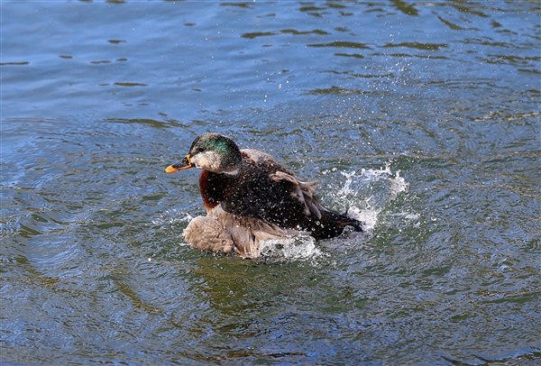 Trabzon'da buz tutan Uzungöl'e ziyaretçi akını 10