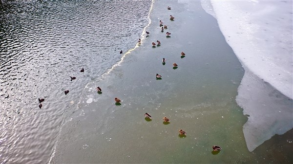 Trabzon'da buz tutan Uzungöl'e ziyaretçi akını 17