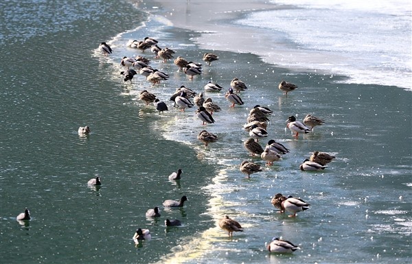 Trabzon'da buz tutan Uzungöl'e ziyaretçi akını 24