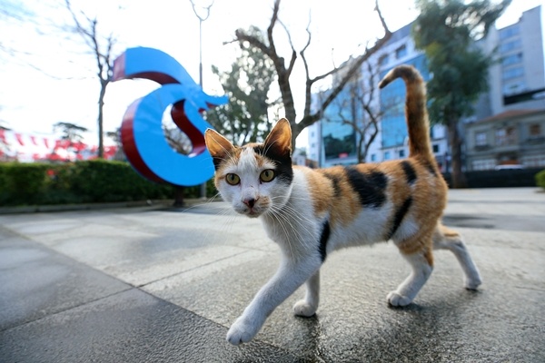 Trabzon sokaklarında kısıtlama sessizliği 12