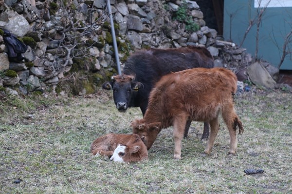 Artvin'deki yangında son durum! Yangın bu köyün kaderi 9